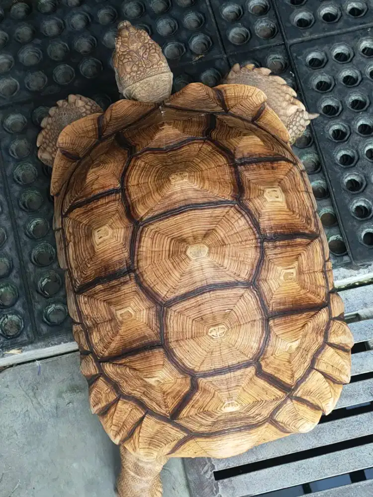 kura darat sulcata 39cm - unsex