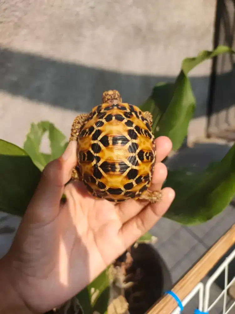 indian star yellow 6,2cm makan rakus