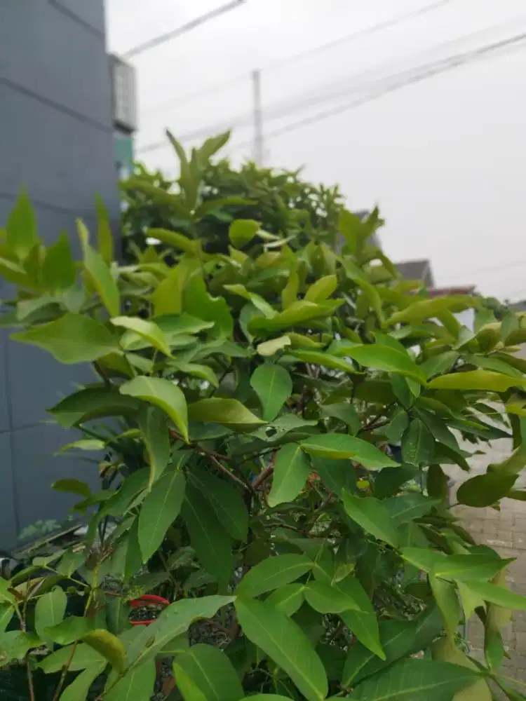 Jambu citra merah