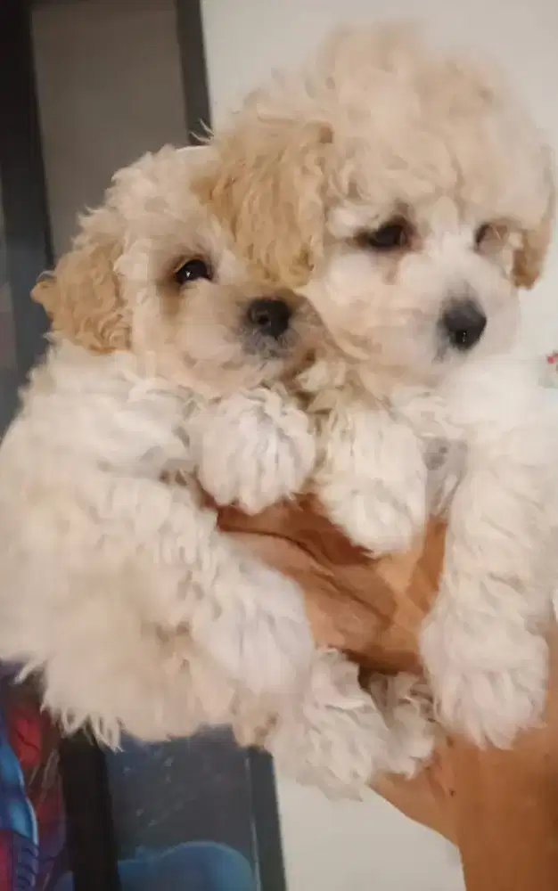 Poodle Sepasang