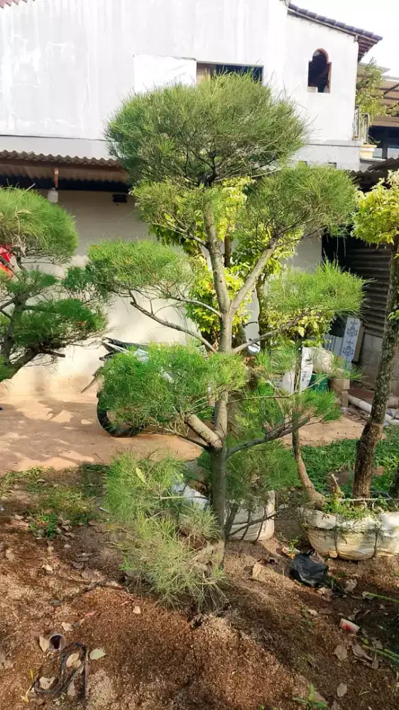 Bonsai cemara udang