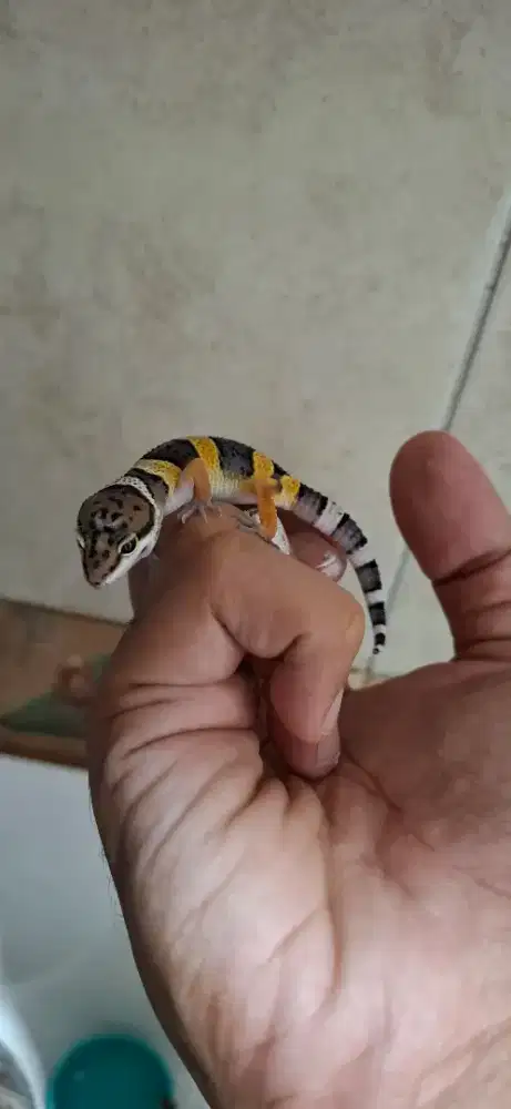Gecko Leopard Black Night
