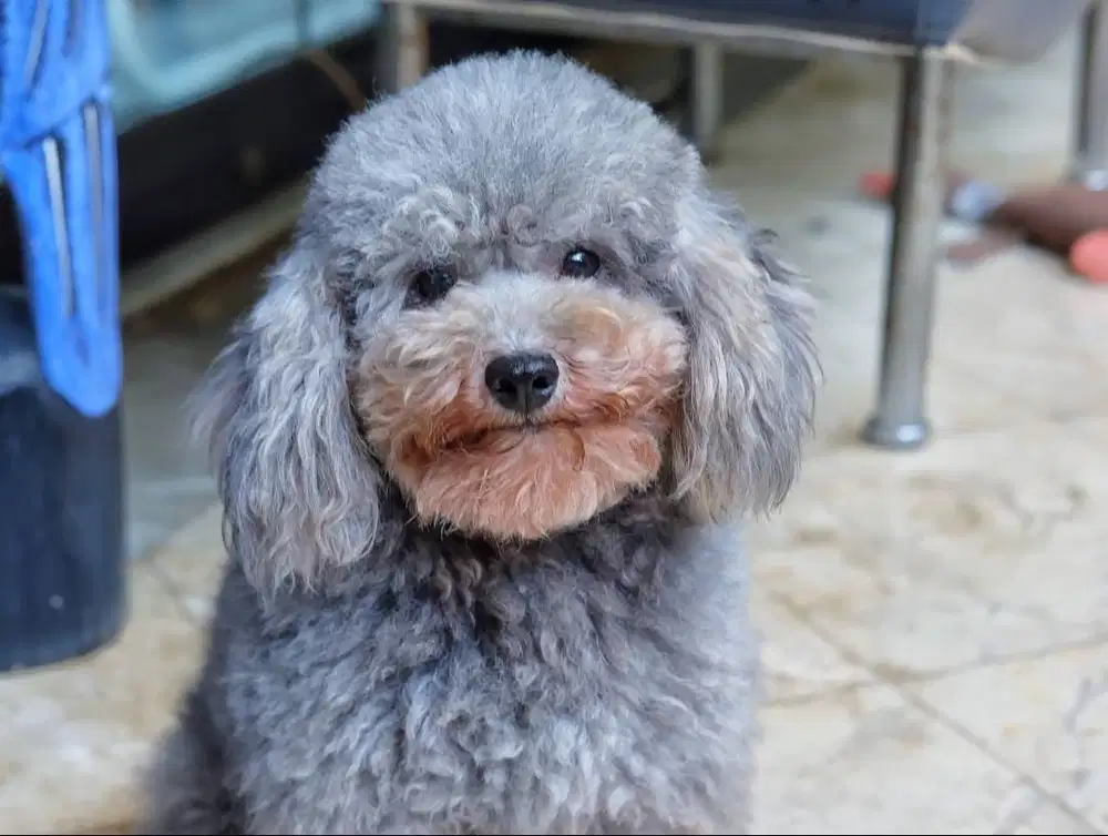 Open Stud Pacak Silver Short Body Toy Poodle