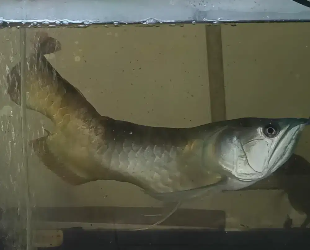Ikan Arwana silver Brazil 30cm