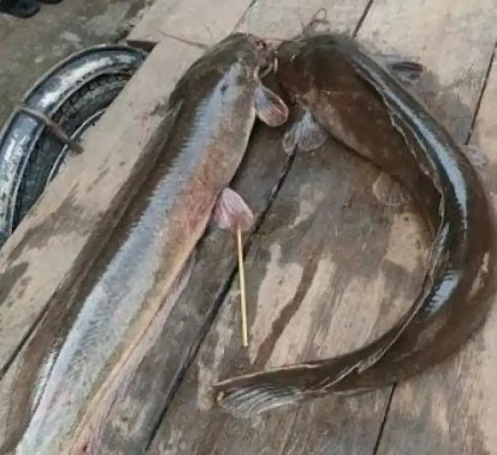 Ikan lele jumbo