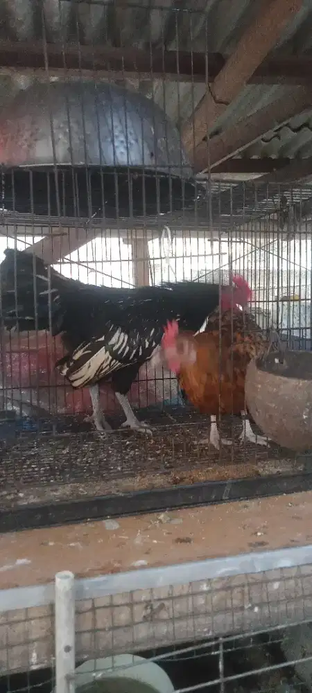 Ayam batik sepasang bertelur