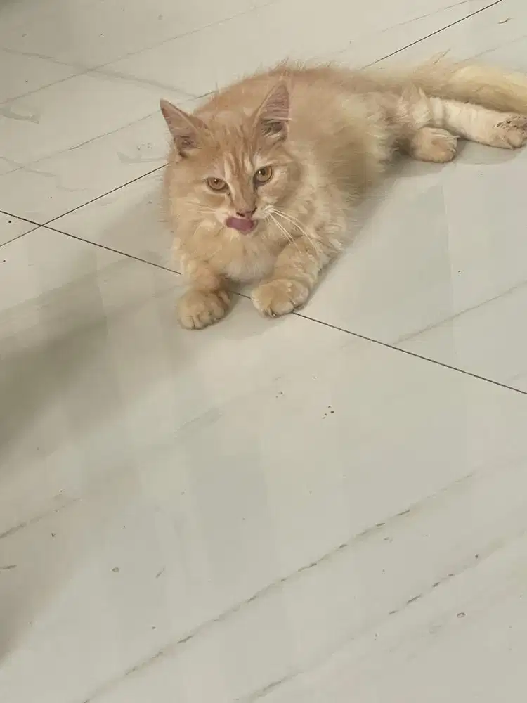 Open adop kucing