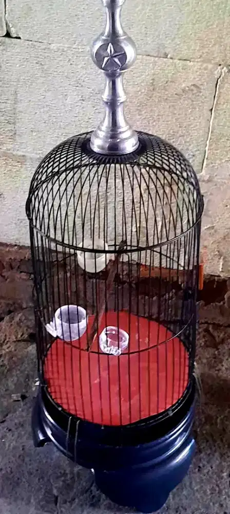 SANGKAR HELOPET BUAT BURUNG KECIL PULSET