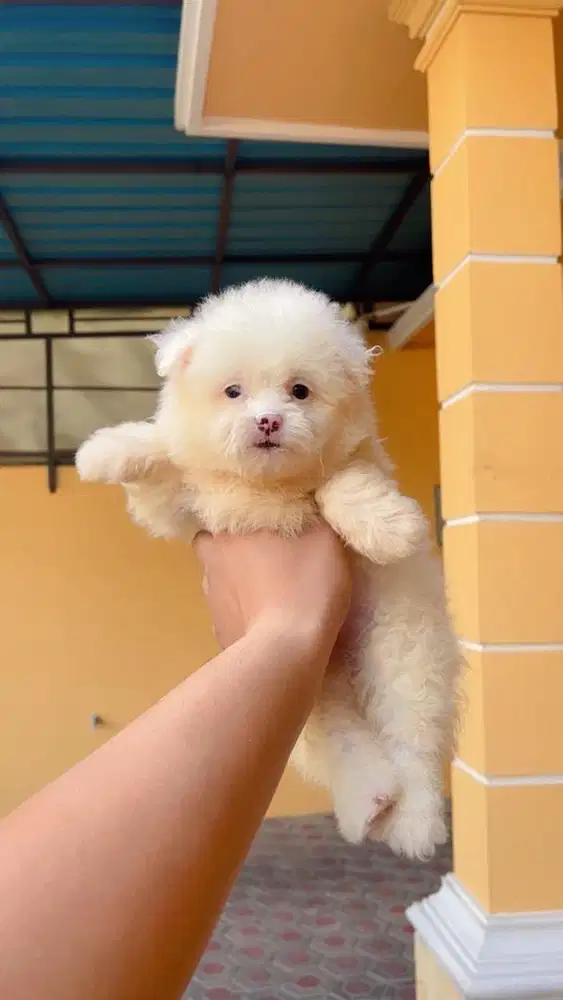 Puppy Bichon Mix minipom snow white