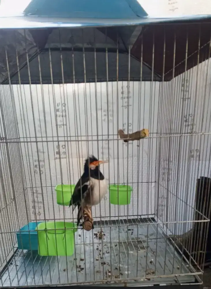 Jalak suren super gacor istimewa