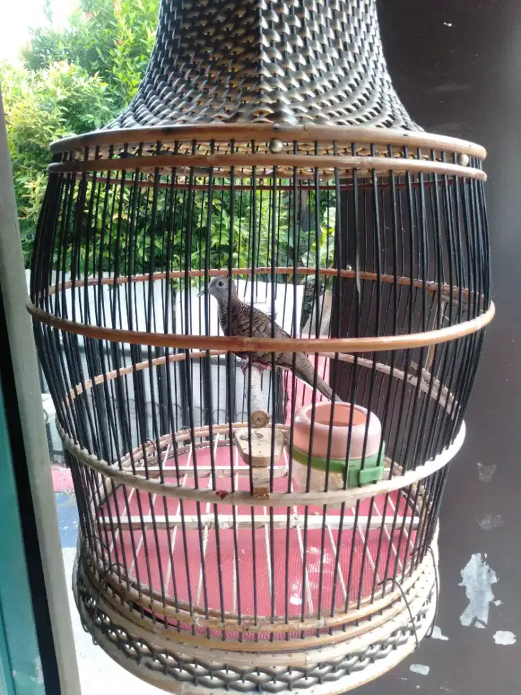 Perkutut Bangkok dobel ring cetrekan