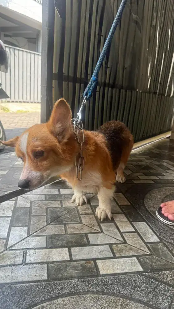 Corgi jantan umur 2.5 thn