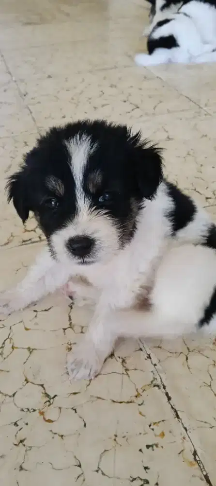 Lepas adopsi cari tuan baru