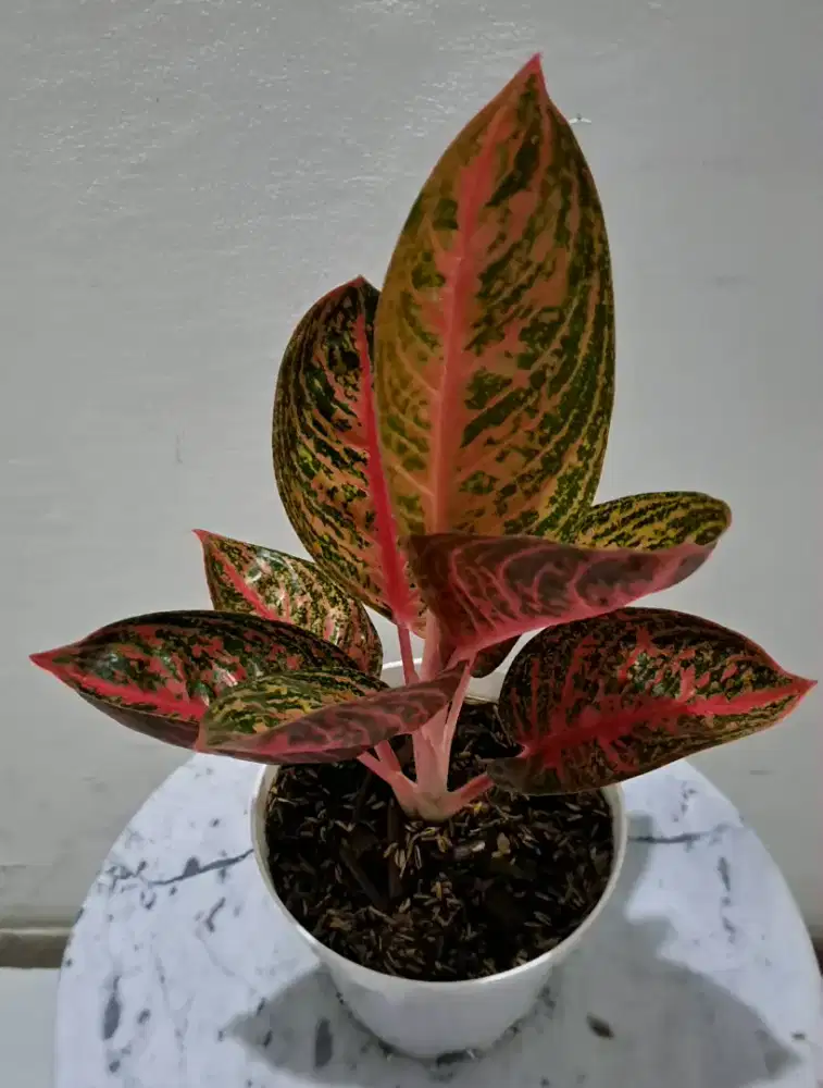 Tanaman hias Aglonema Widuri