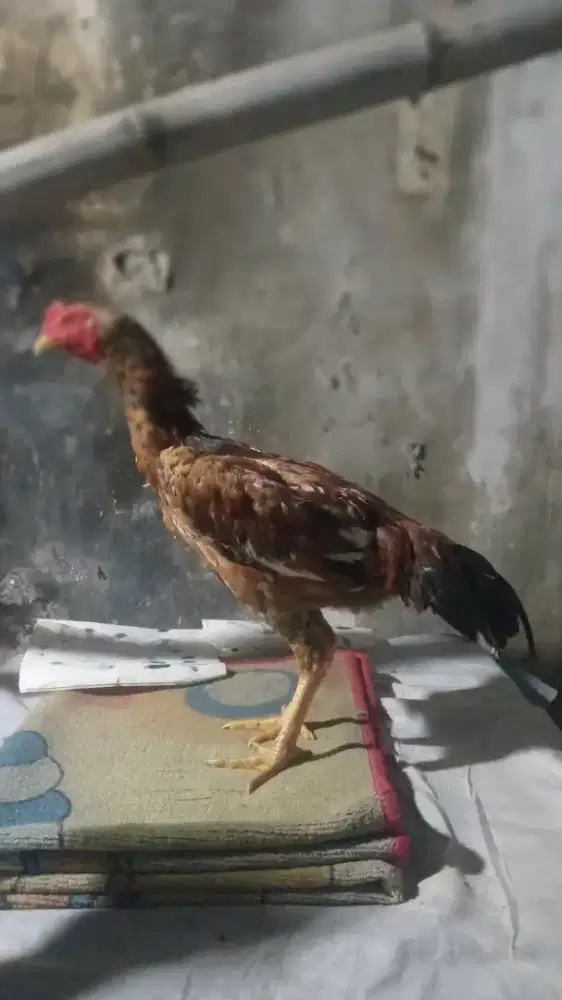 Ayam phama x bk selatan