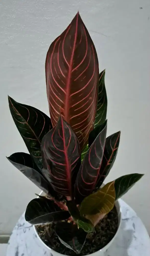 Tanaman hias Aglonema Pride of Sumatra