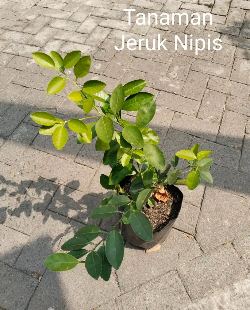 Tanaman Jeruk Nipis