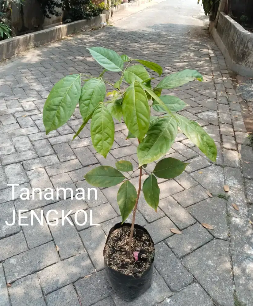 Tanaman Jengkol Bibit Super Unggul