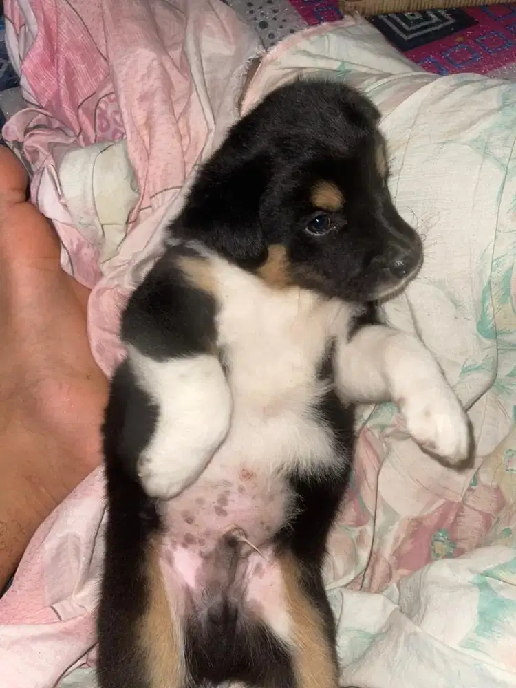 Anak anjing BULU PANJANG jantan 1 bulan