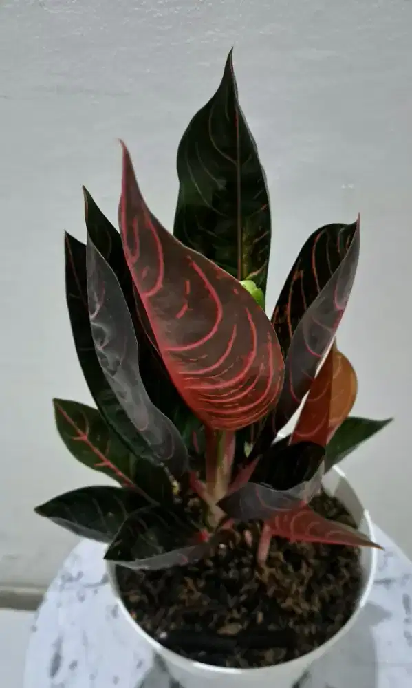 Tanaman hias Aglonema Black Pride of Sumatra
