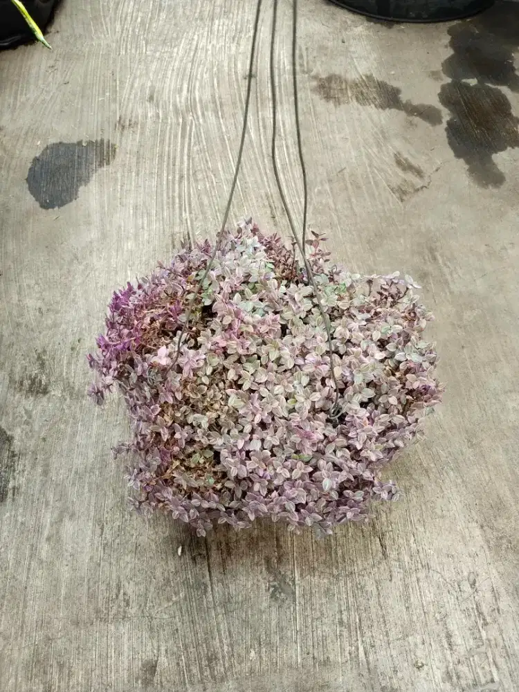 Tanaman Hias Callisia Pink Keribo