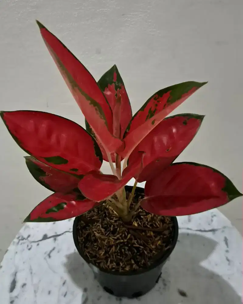 Tanaman hias Aglonema Suksom