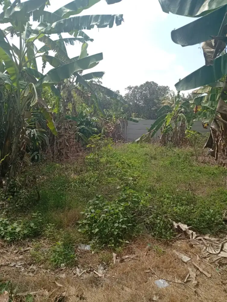 TANAH 2 are LINGSAR LOBAR
