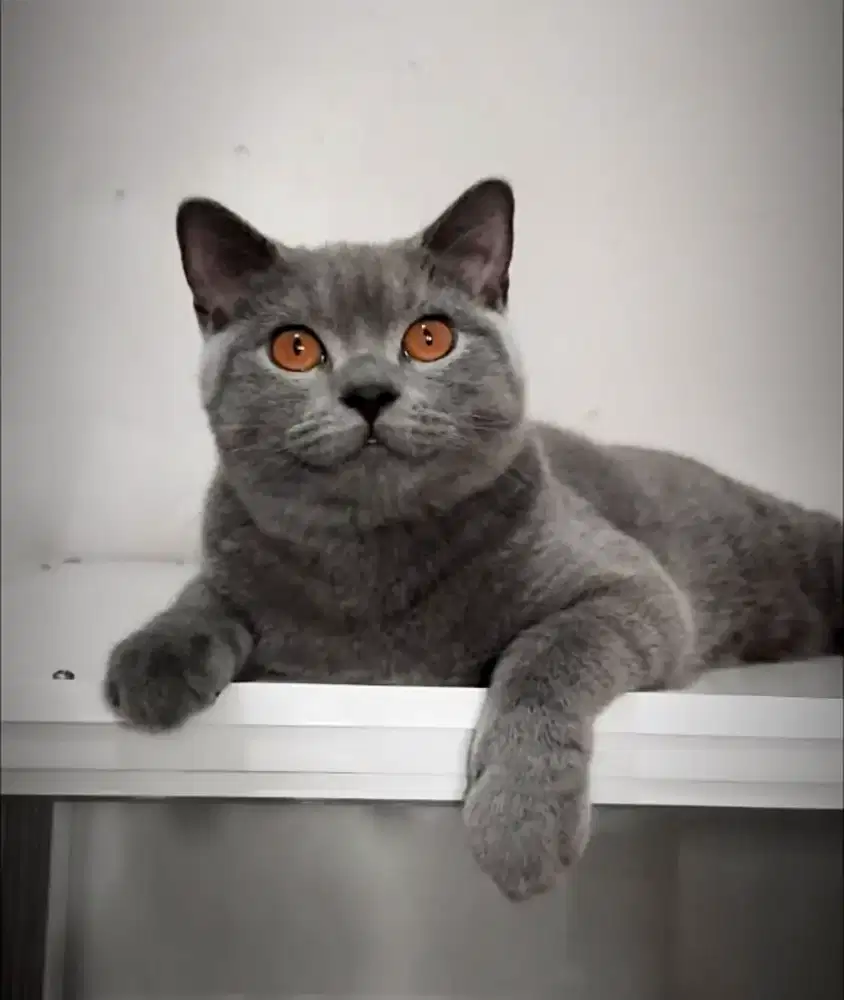 Kucing BSH ras murni BETINA DEWASA