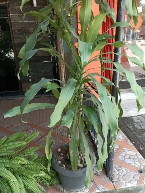 Tanaman Dracaena Fragrans Hanjuang Batang Tinggi dan Pot Besar