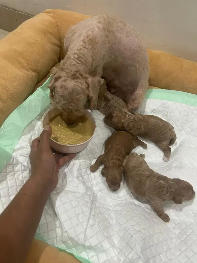 Poodle jantan betina apricot ori