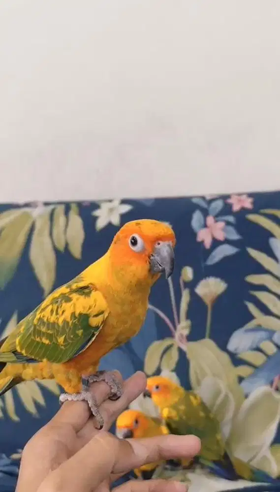Burung sunconure