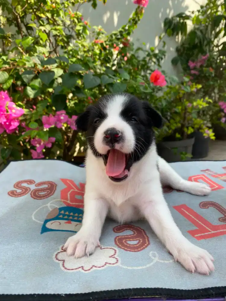 puppys ada 9 ekor