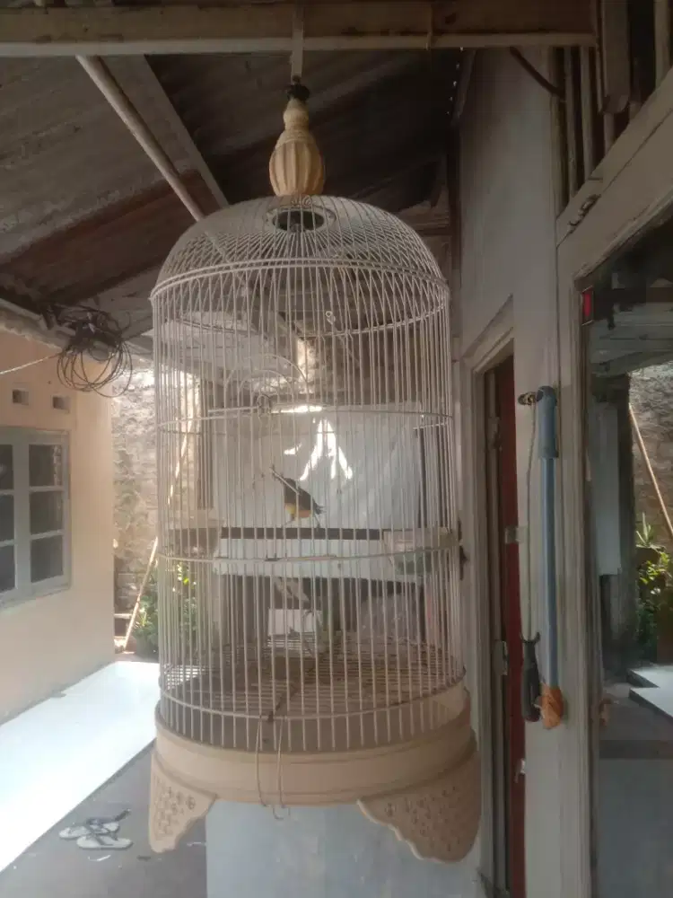 dijual burung ciblek semi jantan berikut kandang