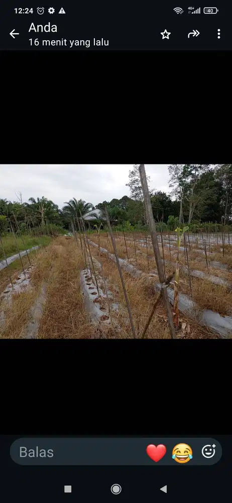 Dijual cepat kebun di jalan sempayang teluk pandan. Luas 1420m². 800m