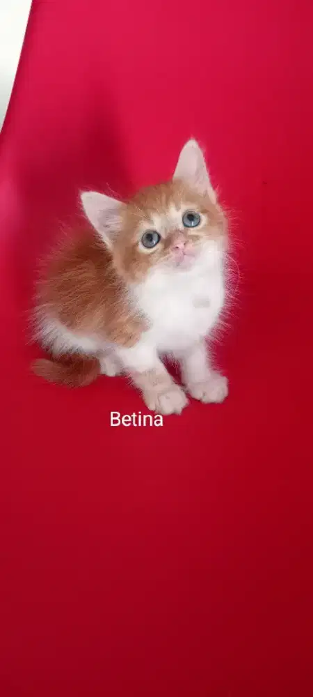 Kucing persia medium