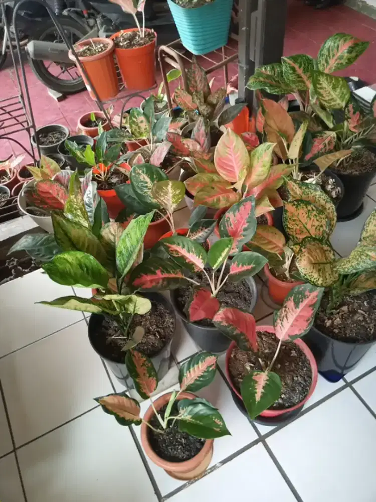 Aglonema rinjani aglonema minion