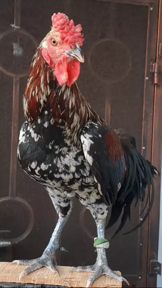 Ayam ketawa jantan warna bulu bagus, gacor