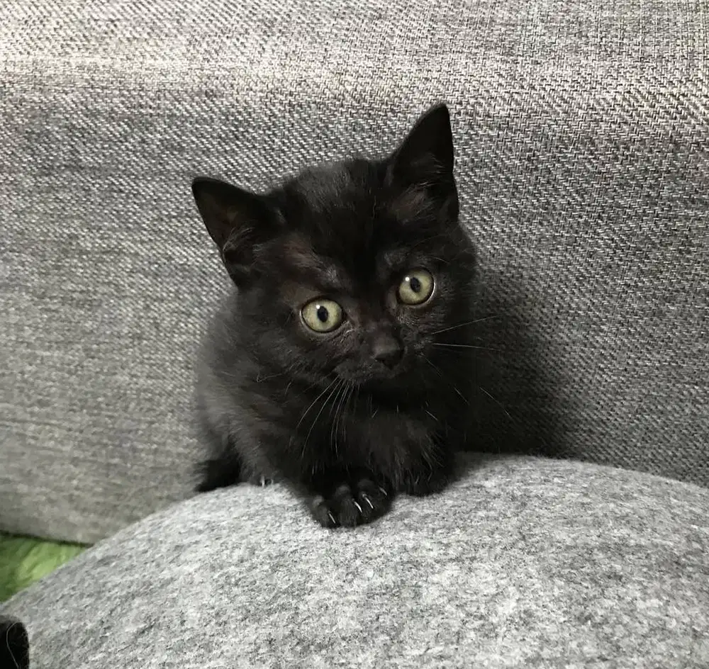 Munchkin cebol kaki pendek anak jantan