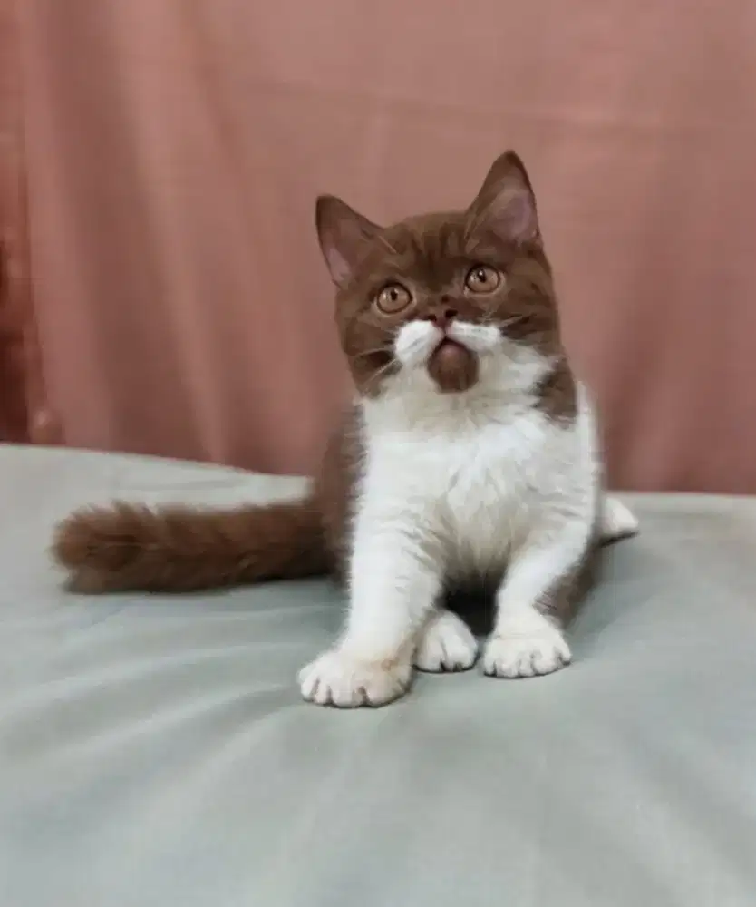 ANAK KUCING KITTEN BRITISH SHORTHAIR BSH BICO CINAMON JANTAN