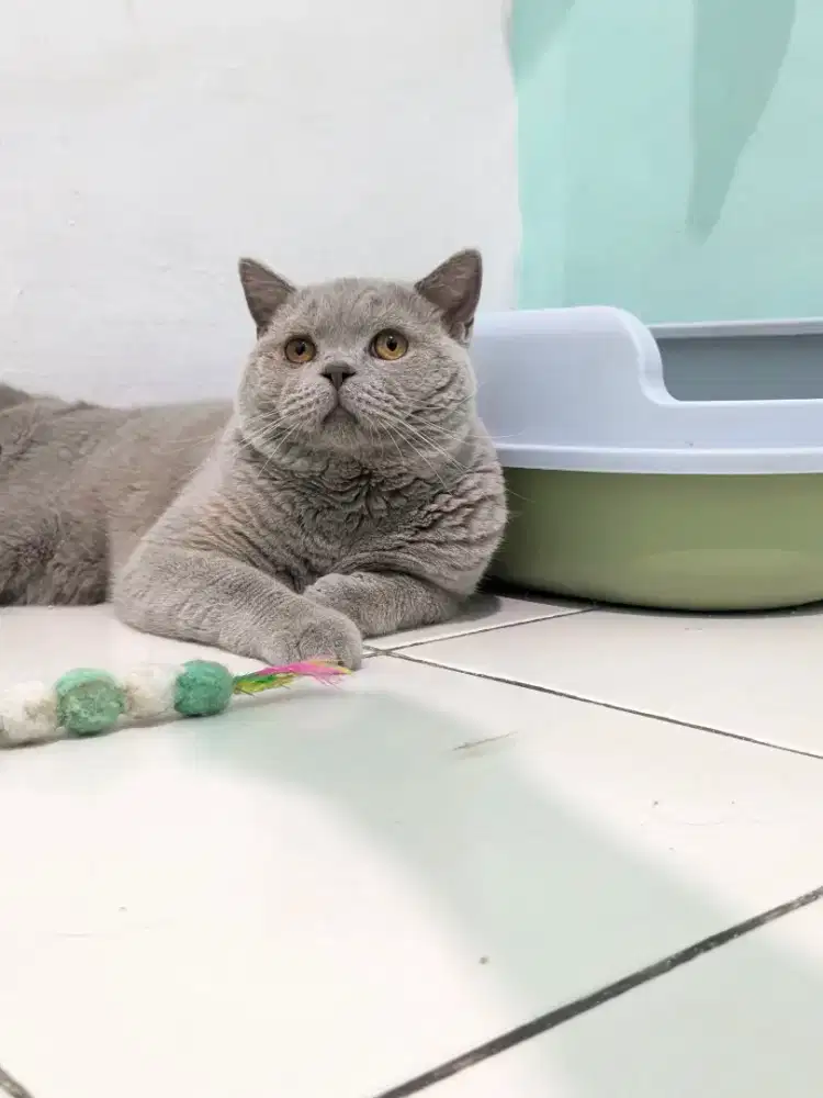 KUCING BRITISH SHORTHAIR BSH LILAC SOLID JANTAN GEDE NONPED