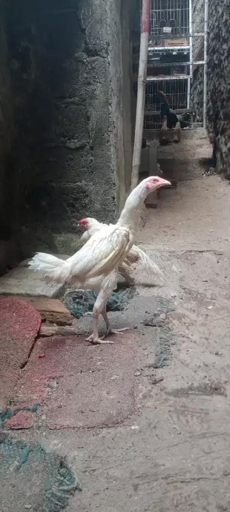 Jual cepat ayam bngkok putih mulus