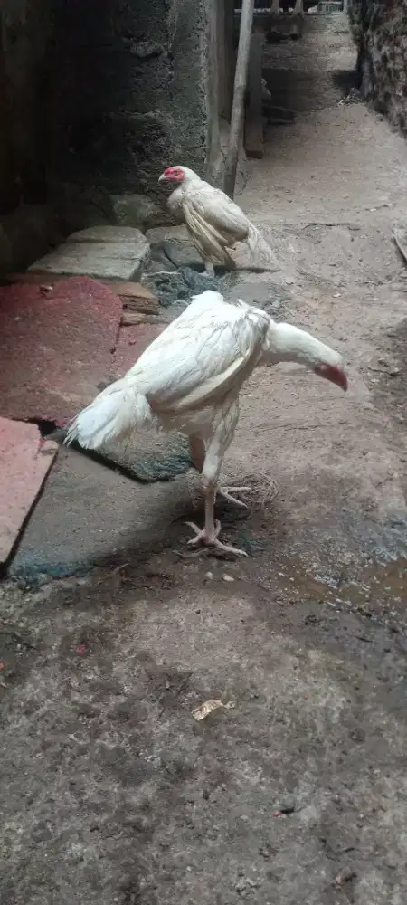 Jual cepat ayam bngkok betina putih mulus