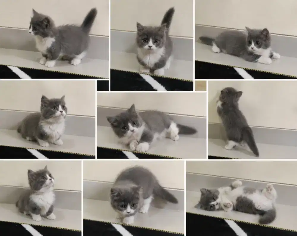 kucing kitten anakan munchkin pure longhair