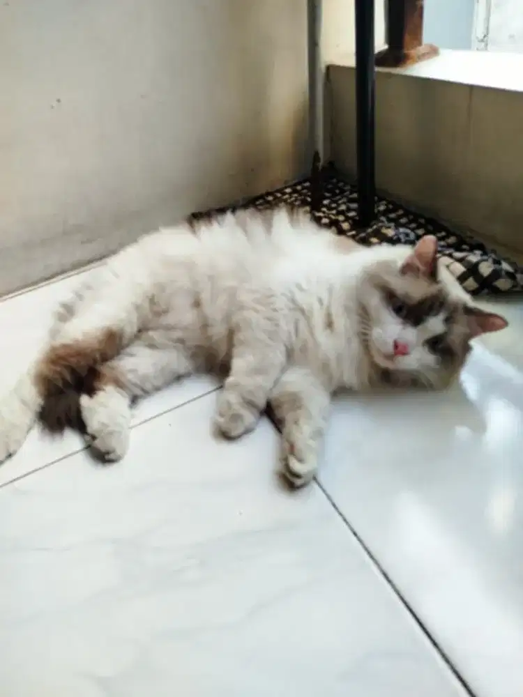 Kucing Ragdol (Putih)