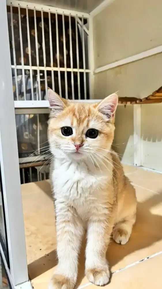 KUCING KITTEN PED WCF BRITISH SHORTHAIR BSH GOLDEN NY12 PED WCF