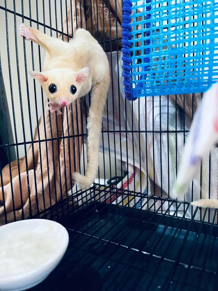 Sugar glider leucistic betina