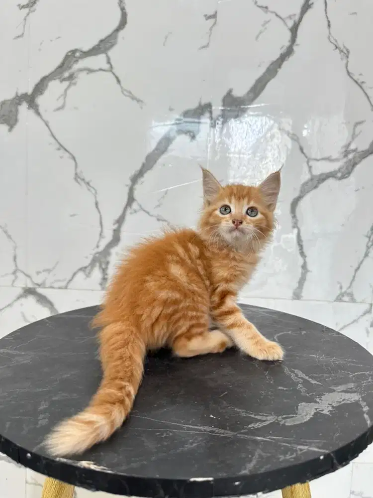 Kucing mainecoon