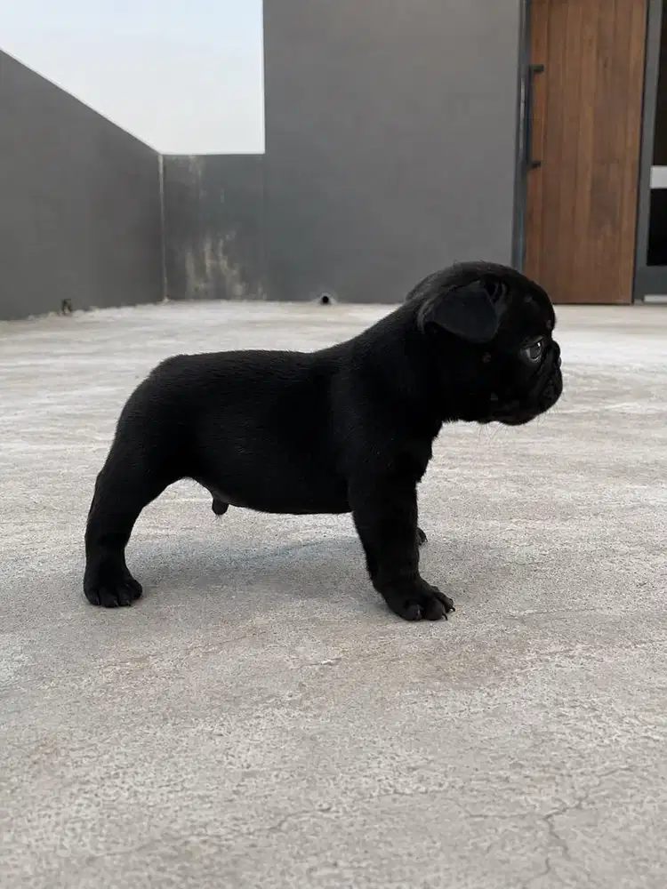 Jual puppy french bulldog impor