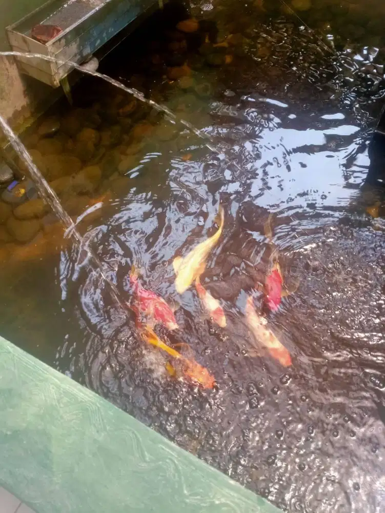 Jual Cepat ikan Koi