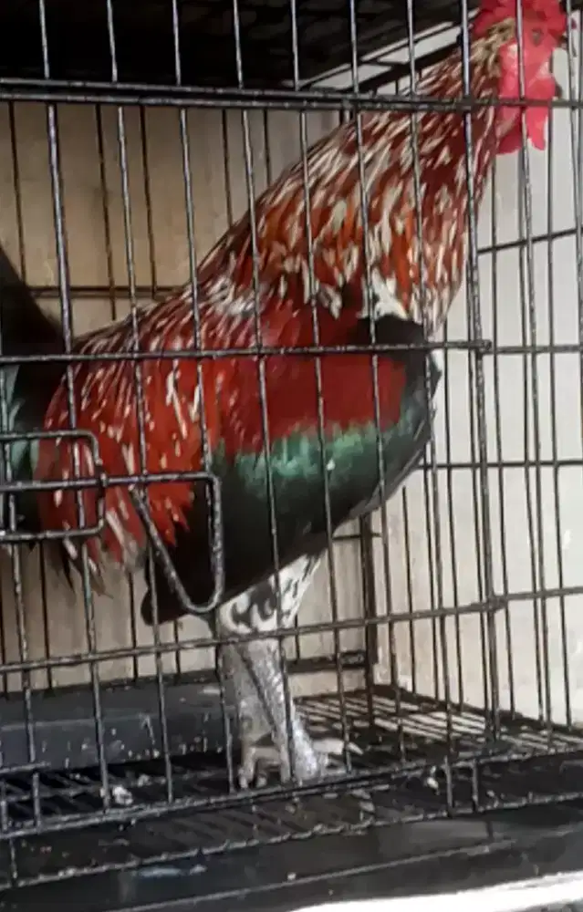Ayam ketawa jantan rajin kokok, ayam jinak, mental bagus
